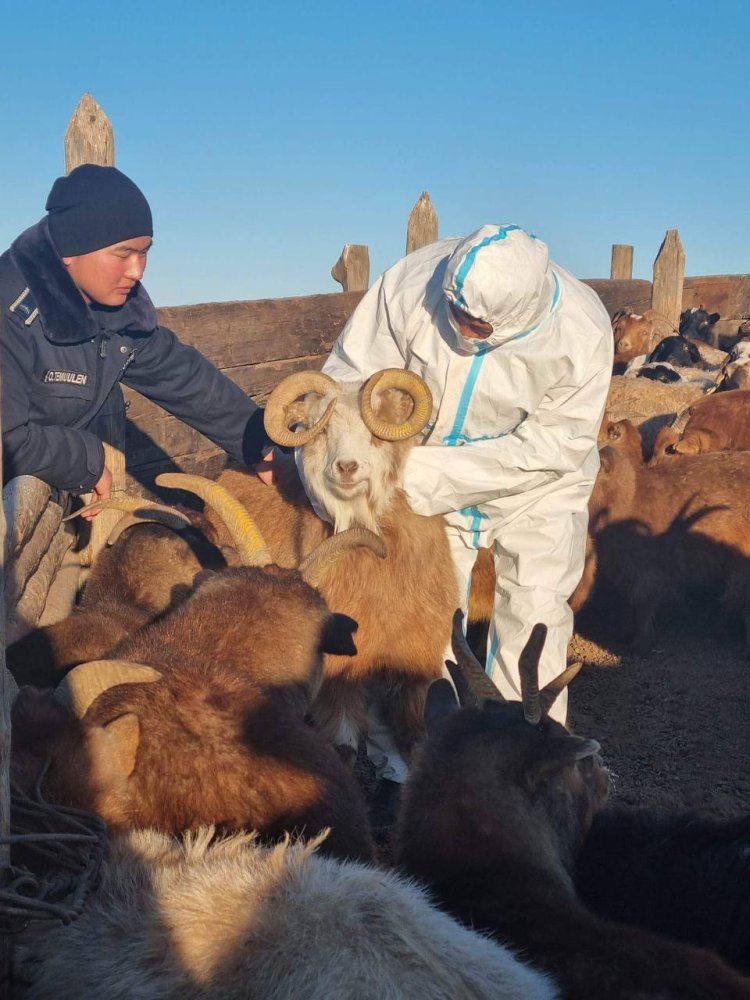 АЛТАНШИРЭЭ СУМЫН ОТРЫН АЙЛУУДААР ТОЙРОЛТ ХИЙЖ, МАЛД ҮЗЛЭГ ТАНДАЛТ ХИЙВ.